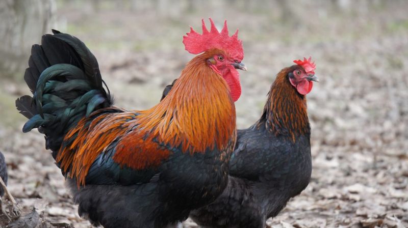 Black Copper Marans