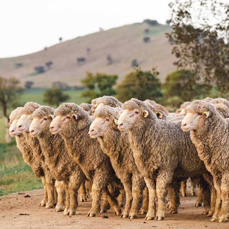 Fascinating Flock Behavior