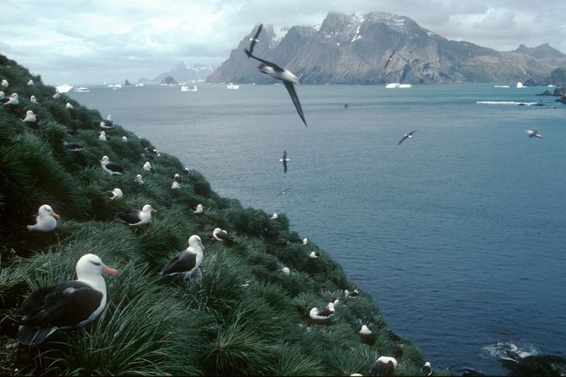 Albatross