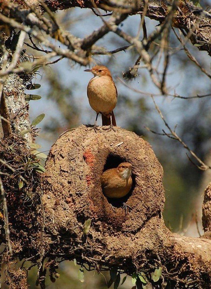 Red Ovenbird