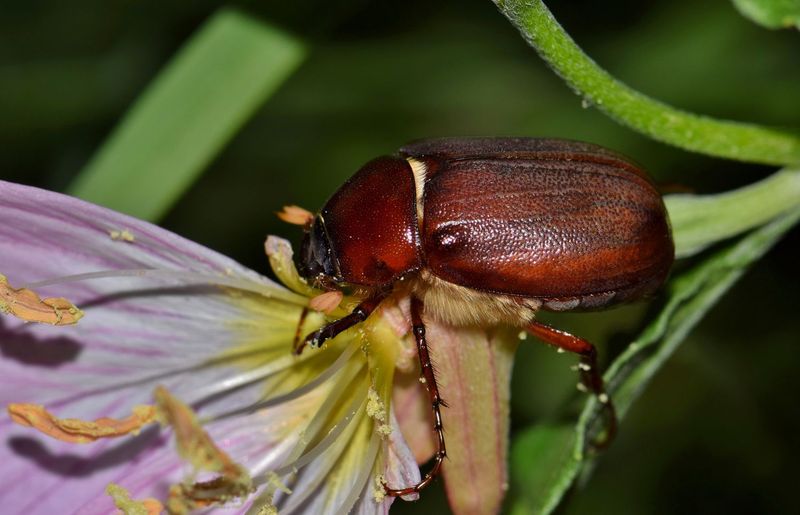 June Beetle