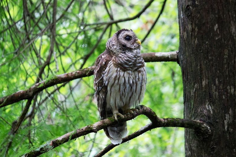 Barred Owl