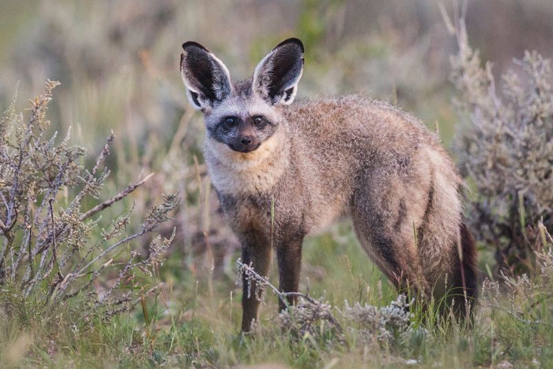 Bat-Eared Fox (Otocyon megalotis)