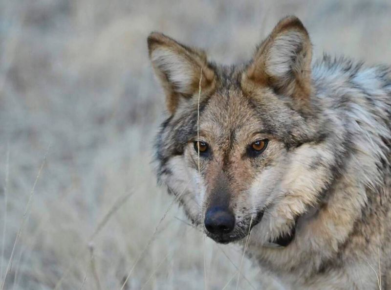 Gray Wolves (California)