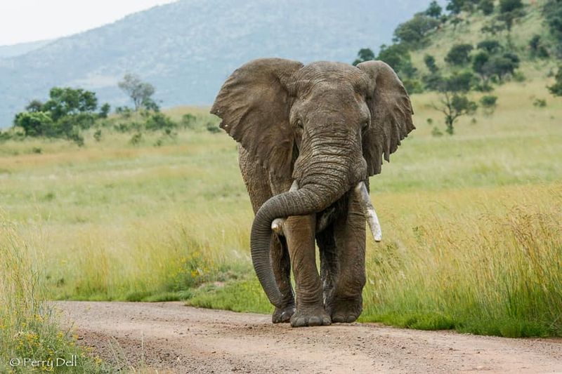 Amarula the Elephant