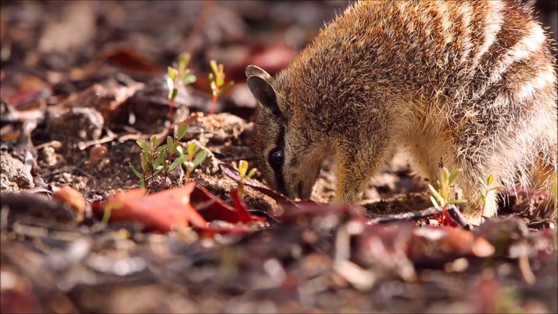 10 Fascinating Facts About The Numbat Australia s Termite Eating Marvel 10 Fascinating Facts About The Numbat Australia s Termite Eating Marvel