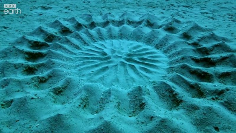 Nature's Canvas