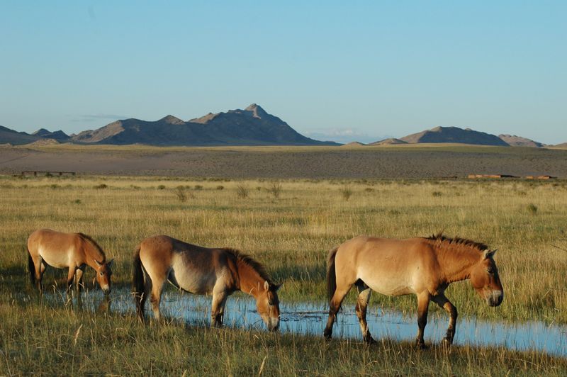 Role in Ecosystem