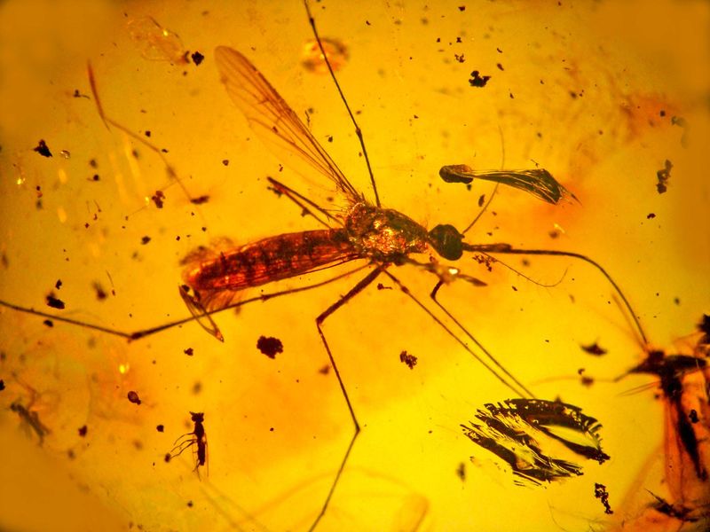 DNA Can’t Survive 65+ Million Years