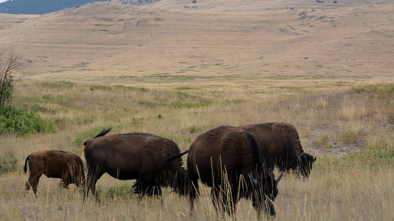 National Bison Range