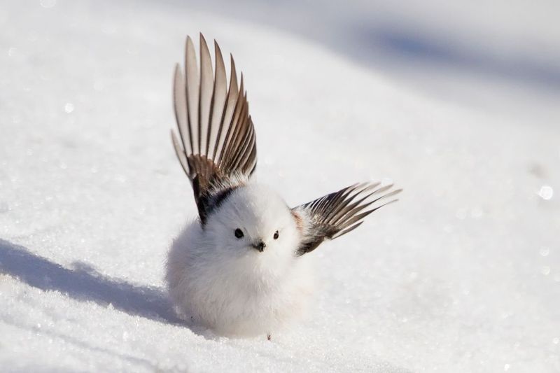 Shima-Enaga (Hokkaido long-tailed tit)