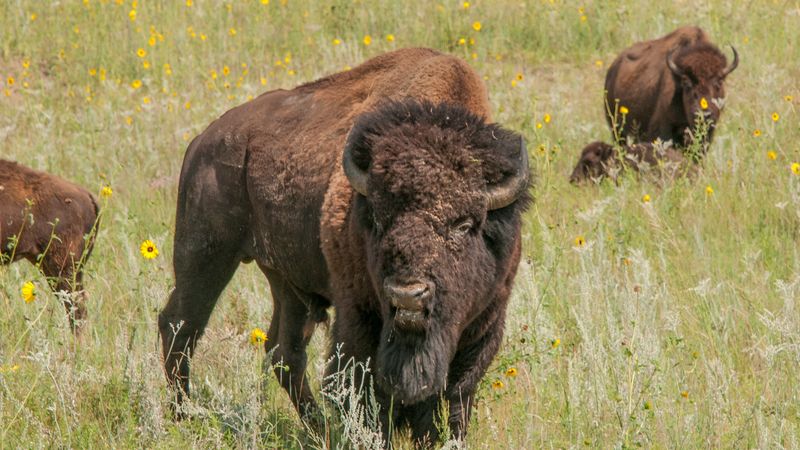 Bison