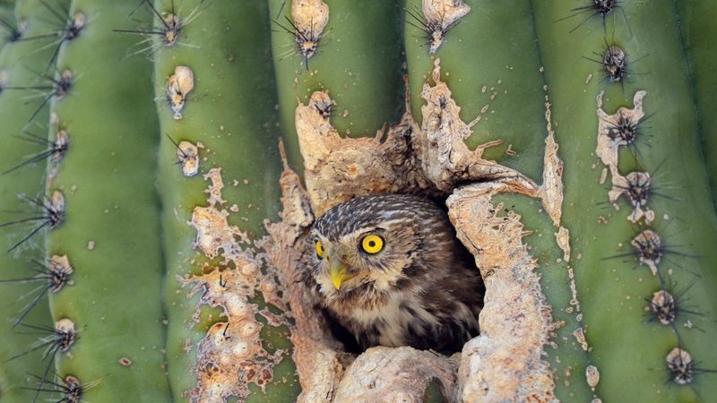 Elf Owl