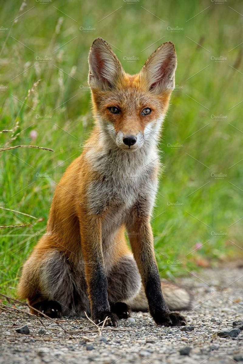Red Fox