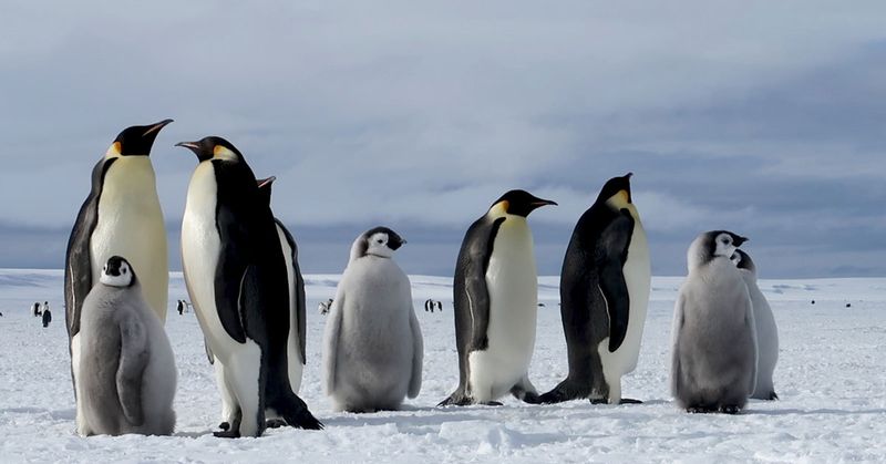 Emperor Penguin