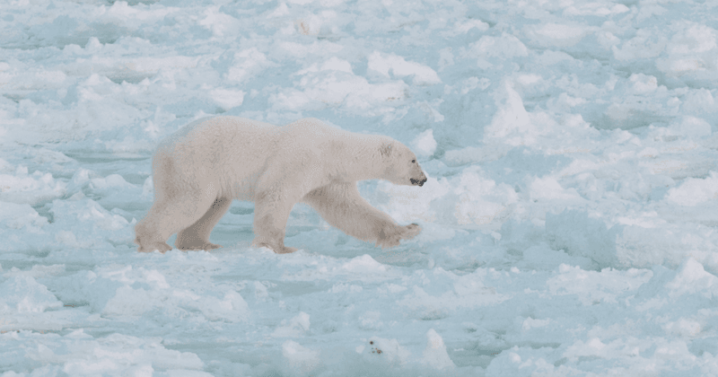 Polar Bear