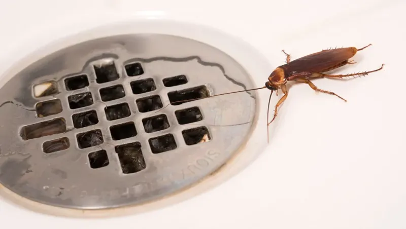 Cockroach