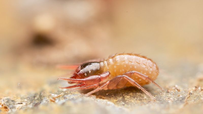 Pseudoscorpions