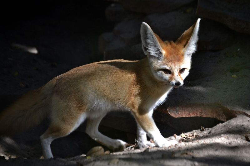 Fennec Fox