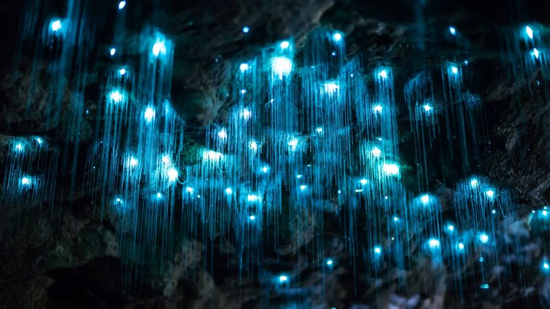Glowworm