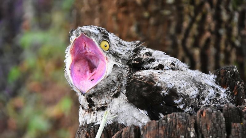 Potoo Bird