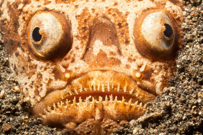 Stargazer Fish