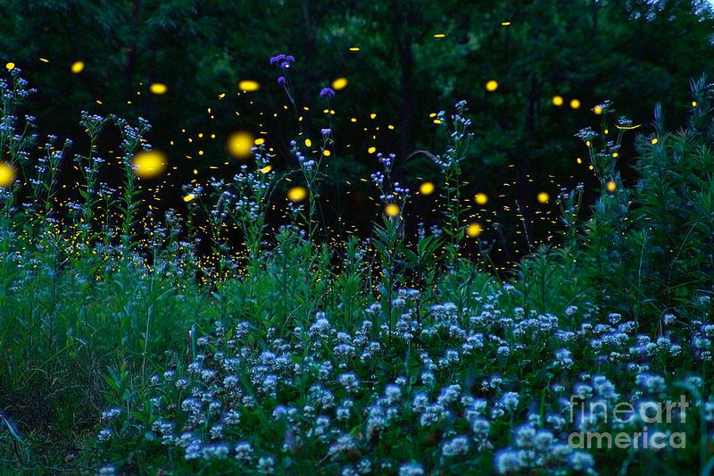 Firefly