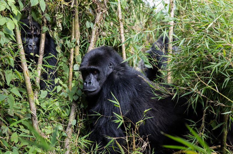 Eastern Lowland Gorilla