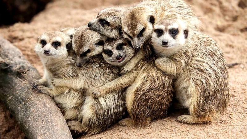 Foraging Cooperation