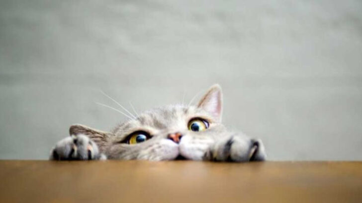 Teenage Cats: 10 Behaviors You Won’t See Coming