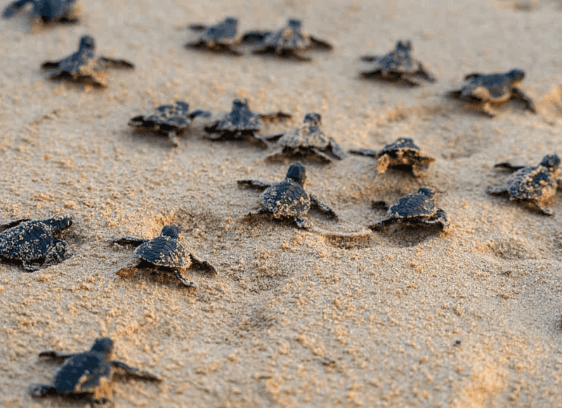 The Great Migrations