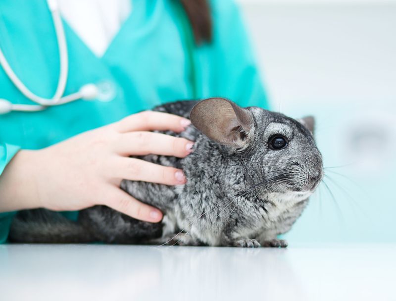 Vet Check-ups