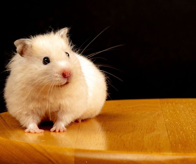Understand Hamster Health Signs