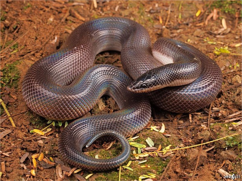 Burrowing Python