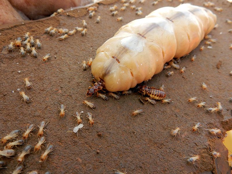 Queen Termite's Reign