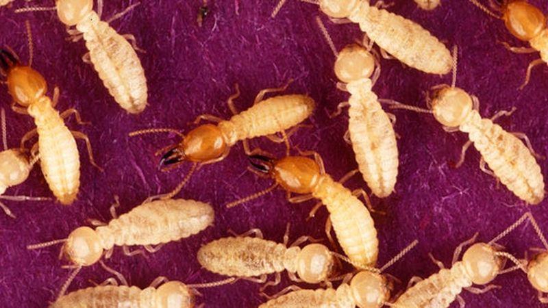Microbial Partners