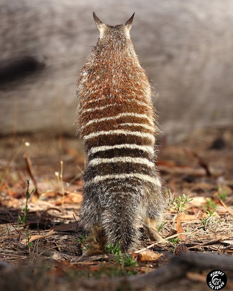 Striped Camouflage