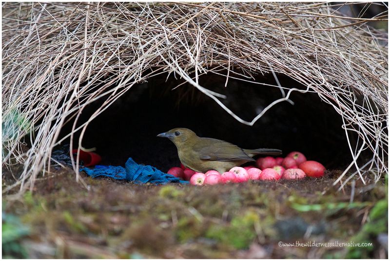 Vogelkop Gardener Bowerbird
