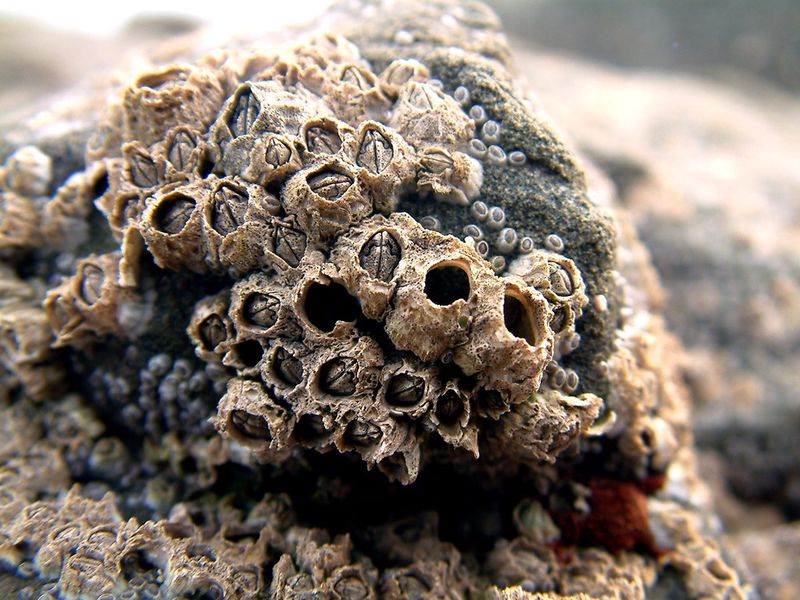 Barnacles