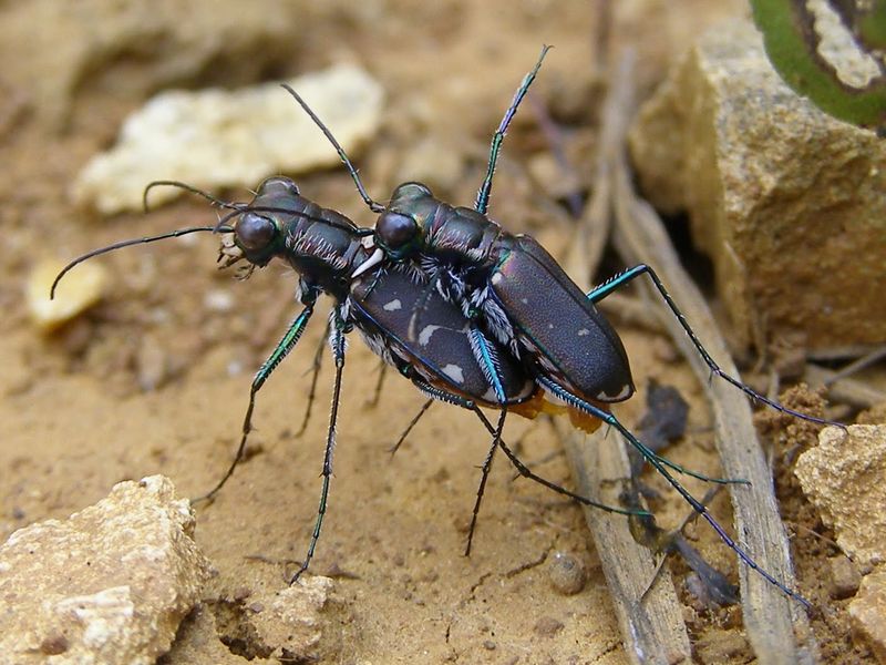 Mating Rituals