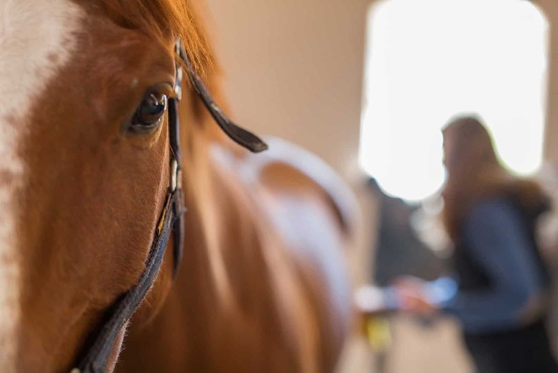 Emotional Nuances in Equine Behavior