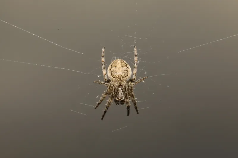Larinioides Sclopetarius