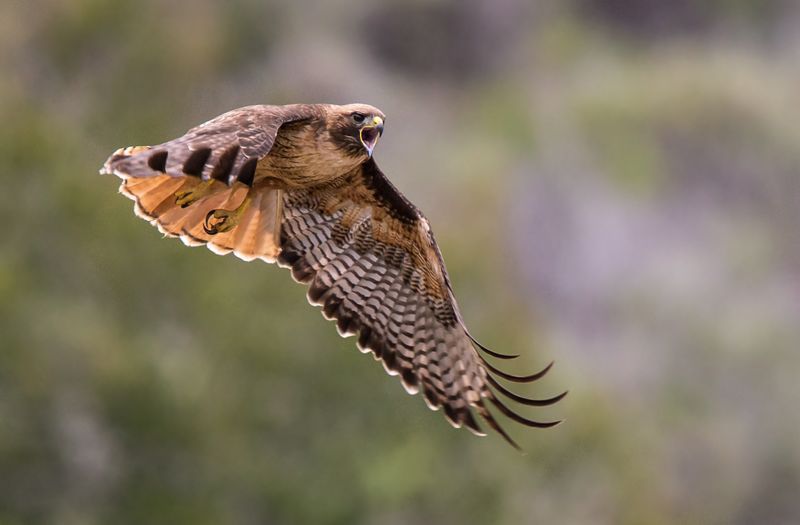 Red-tailed Hawk
