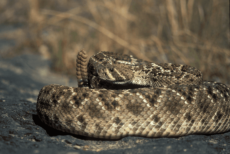 Western Diamondback Rattlesnake