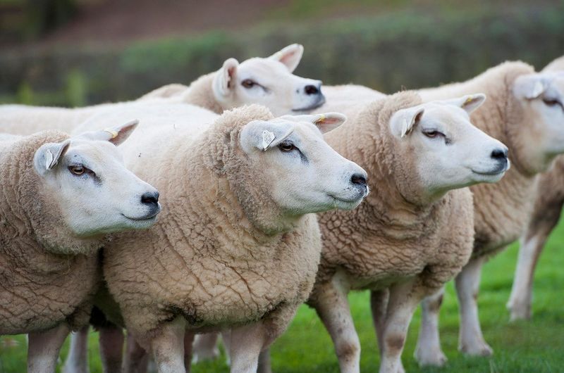Sustainability Practices with Texel