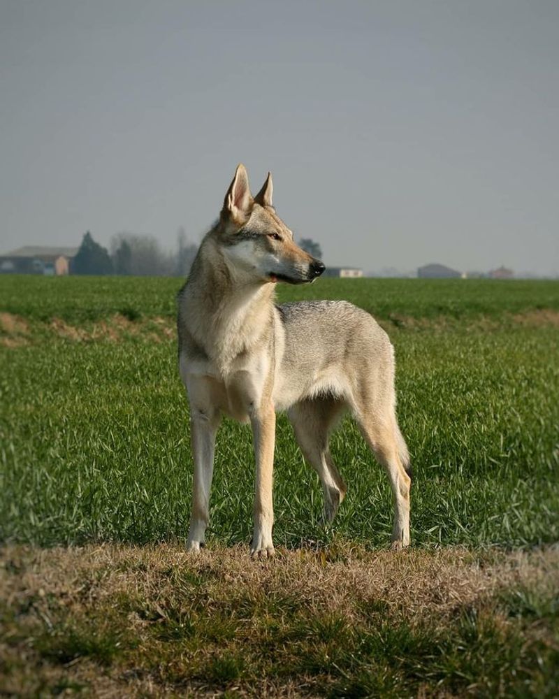 Czechoslovakian Vlcak