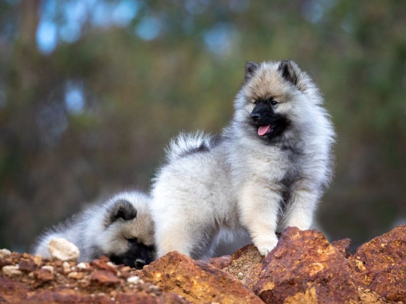 Keeshond