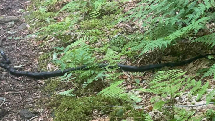 The 10 Most Snake-Infested Hiking Trails in the Southern U.S.