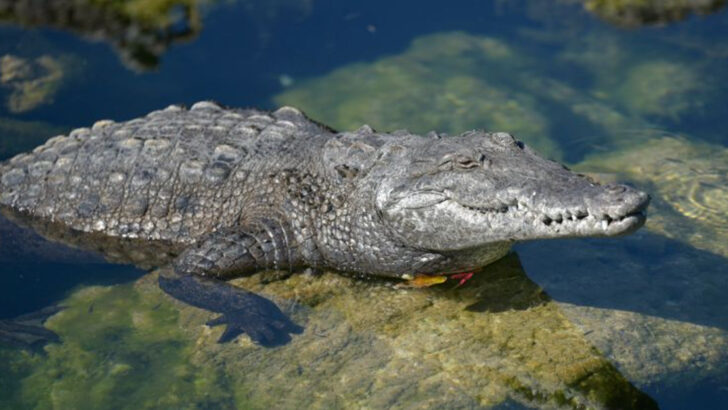 The 32 Most Iconic Animals to See in America