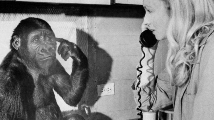 The 33 Most Famous Animals of All Time Ranked from Legendary to Iconic